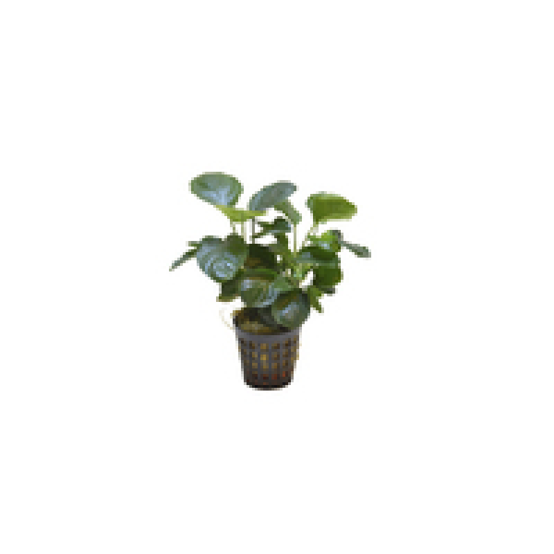6x Anubias Nana coin